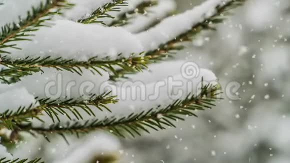 森林降雪美丽的冬季景观视频循环视频的预览图
