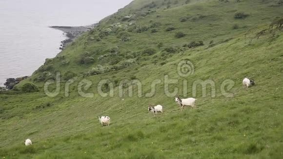 英国原始山羊种大角大胡子视频的预览图