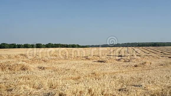 秋天小麦的坡地视频的预览图