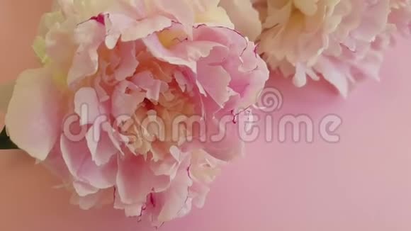 新鲜牡丹是粉红色的背景视频的预览图