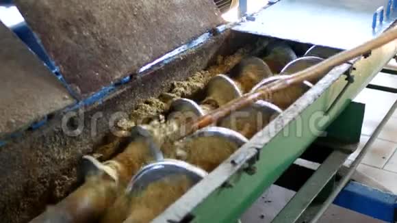 菜籽油的生产油菜籽的加工菜籽油种子的供应给冷压榨机视频的预览图