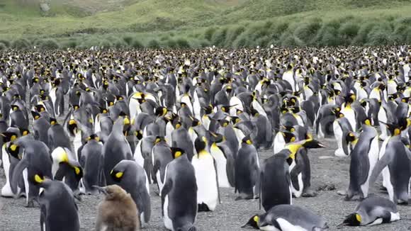 企鹅国王殖民地视频的预览图