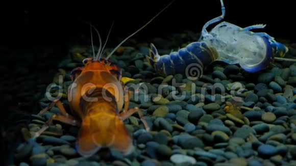 水族馆里的小龙虾视频的预览图