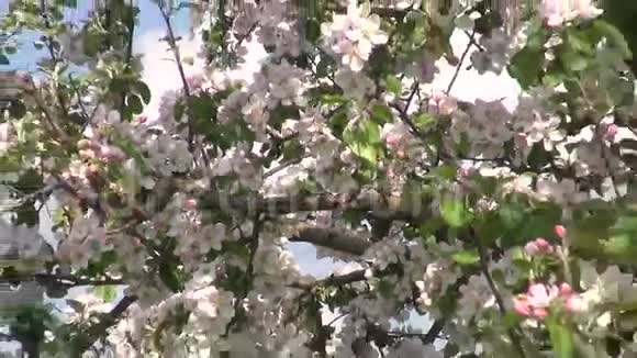 苹果树开花的工业果园花园视频的预览图