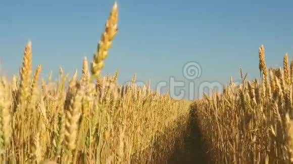 小麦穗粒摇风在蓝天上成熟小麦的田野谷物收获成熟视频的预览图