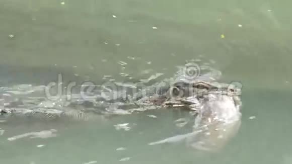 曼谷Lumphini公园嘴里叼着鱼游着云头蜥蜴视频的预览图