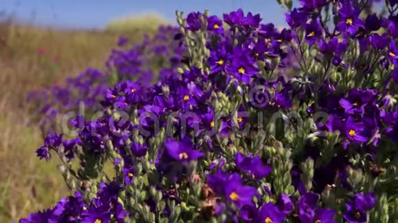 一朵紫色的花视频的预览图