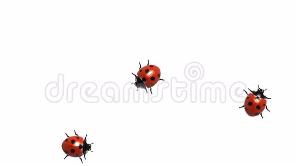 三个瓢虫在白色阿尔法频道CG无缝循环视频的预览图