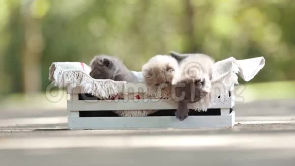 小猫在木箱里视频的预览图