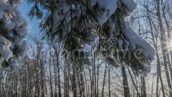 冬雪林中的软雪傍晚的冬景雪中的云杉枝视频的预览图