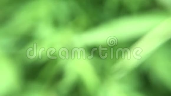 自然绿色模糊背景树叶模糊视频的预览图