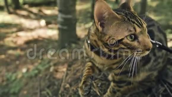 城市公园里的一只猫孟加拉野猫在林中漫步亚洲丛林猫或沼泽或芦苇家庭化视频的预览图