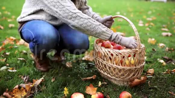 带着篮子摘苹果的女人视频的预览图