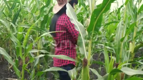 聪明的生活方式生态收获农业农业的概念农民女孩植物研究员收割玉米芯视频的预览图