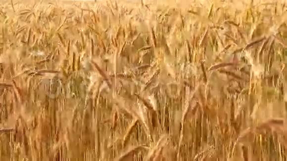 日落时分的黑麦视频的预览图