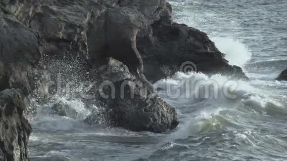 海鸥在浅水中嬉戏视频的预览图