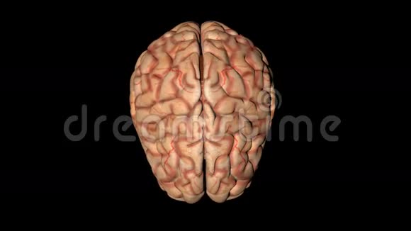 从上图可以看到人脑的旋转动画视频的预览图