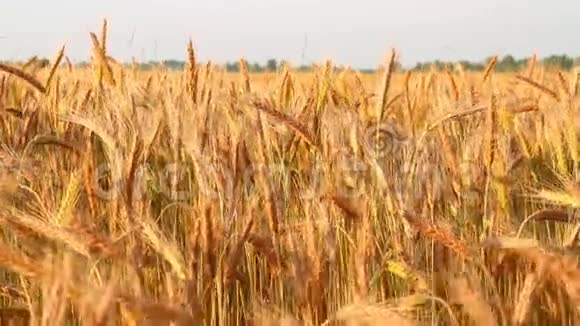 日落时分的黑麦视频的预览图