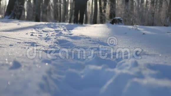 白雪皑皑的冬林美丽的自然景观视频的预览图