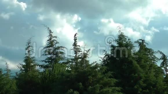 森林和云彩时间流逝视频的预览图