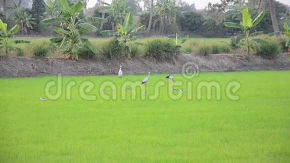 日落时分在泰国的诺塔布里稻田里有白鹭鸟视频的预览图