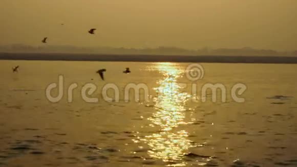 日落时在海上钓鱼船鸟海鸥在海上飞翔视频的预览图