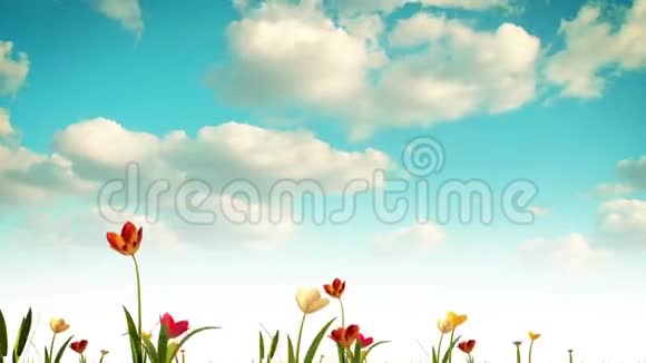生长着五颜六色的郁金香三维动画视频的预览图