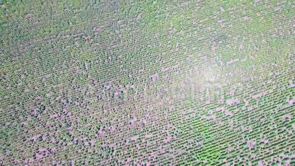 4K斯卡伯勒布拉夫无人机从东侧早春克里米亚视频的预览图