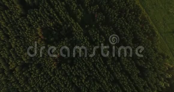 夏季茂密森林的空中景色视频的预览图