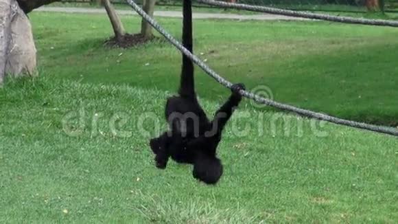 猴子灵长类动物动物园动物野生动物自然视频的预览图