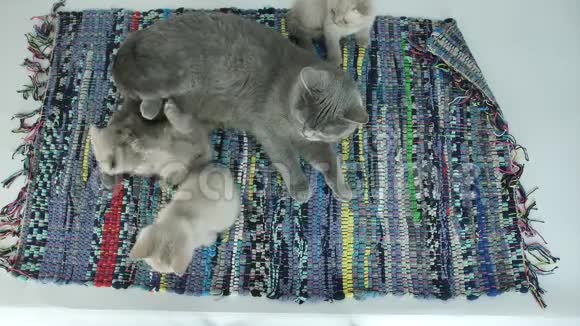 可爱的英国小猫和母猫在地毯上玩耍视频的预览图