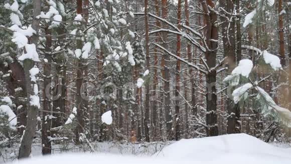 白雪松冬仙林景观自然的圣诞树树枝视频的预览图