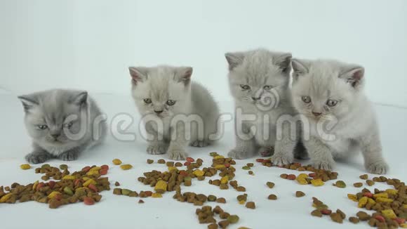 猫吃宠物食物白色背景视频的预览图