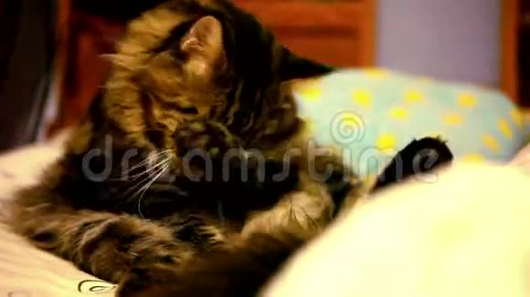 缅因州的猫坐在他的背上打扫卫生视频的预览图