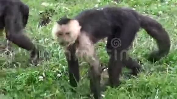猴子灵长类动物动物园动物野生动物自然视频的预览图