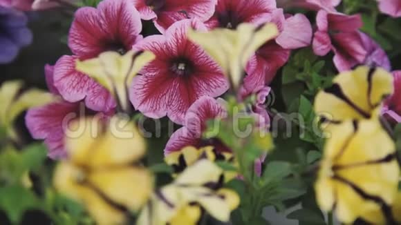温室内花卉苗木近景4K视频的预览图