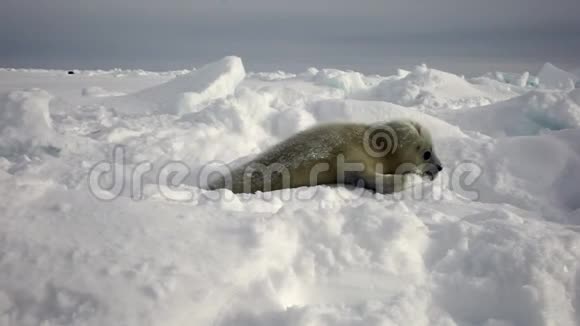 俄罗斯白雪公主海上可爱的新生海豹视频的预览图