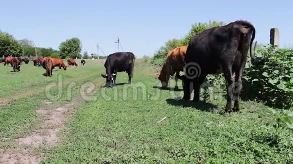 奶牛在夏季草地上吃草视频的预览图