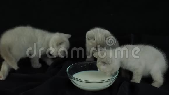英国短毛小猫喝牛奶视频的预览图