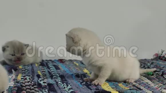 英国可爱的小猫在传统的蓝色地毯上喵喵叫视频的预览图