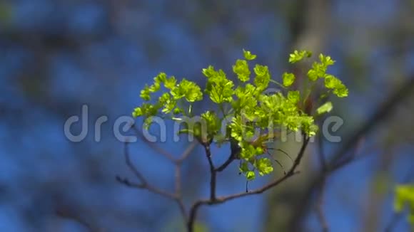 一棵树上的绿花视频的预览图