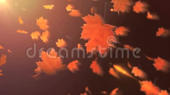 飘落的枫叶视频的预览图