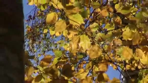 美丽的秋日阳光和金色的白桦林视频的预览图
