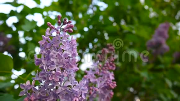 紫丁香紫色的花枝古灵精怪宏拍静态摄像机在风中微微摇曳视频的预览图