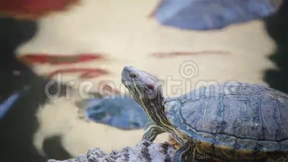 海龟红耳滑块或Trachemys脚本线虫日光浴高清视频的预览图