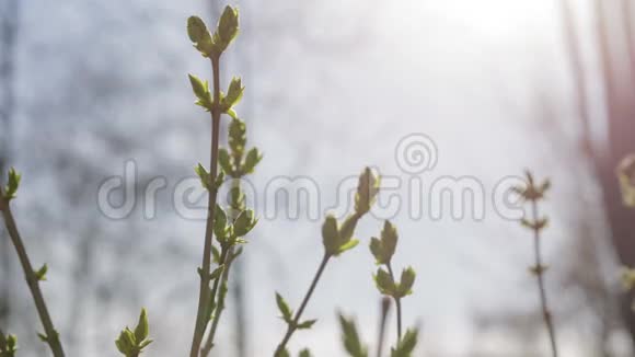 春天的丁香花蕾视频的预览图