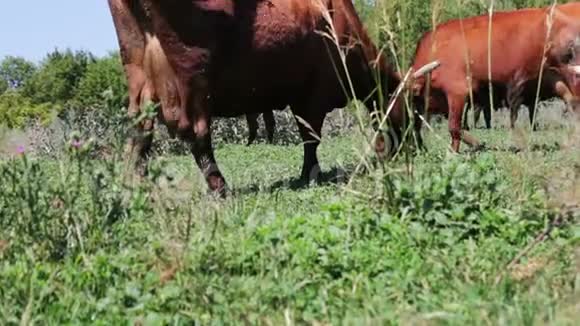 奶牛在夏季草地上吃草视频的预览图