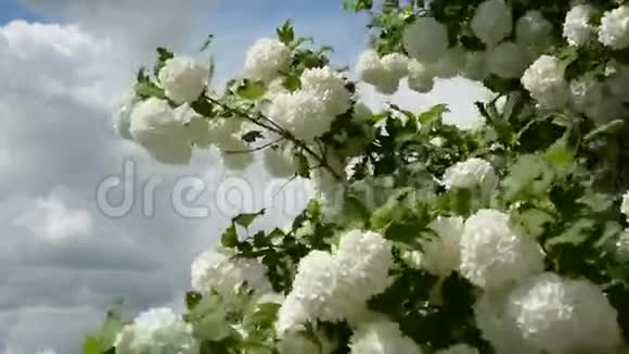 春天的振动白色的花朵花园和风视频的预览图