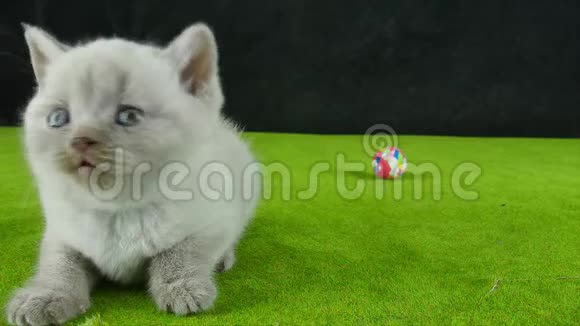 英国可爱的小猫坐在绿色的地毯上视频的预览图