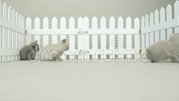 小院子里的英国小猫白色栅栏视频的预览图